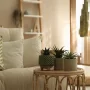 Pourquoi ajouter une touche de verdure à votre salon devient une tendance déco discrète